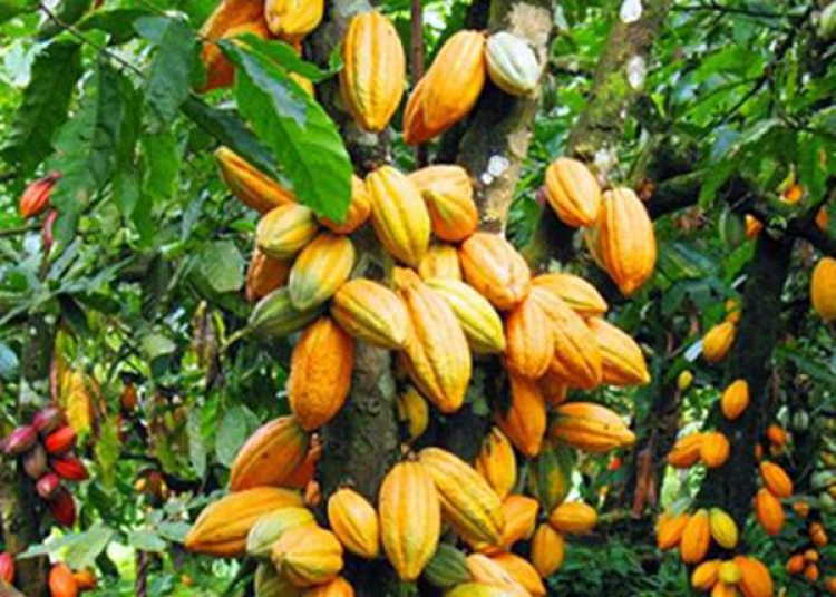 Sz&eacute;p aj&aacute;nd&eacute;k a kaka&oacute; &aacute;r&aacute;nak zuhan&aacute;sa &ndash; de a csokol&aacute;d&eacute; &aacute;ra csak j&ouml;vőre k&ouml;vetheti