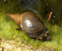 A csoki jav&iacute;tja a csiga mem&oacute;ri&aacute;j&aacute;t